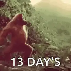 gorilla chest beat 13 days