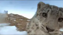 Snow leopard selfie with another in background