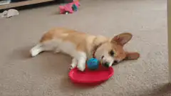 Corgi playing with toy on frisbee