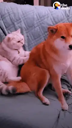 cat kneading dog on bed