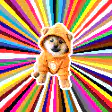Shiba Inu in bear suit spinning