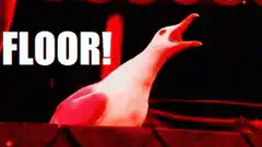 Seagull screaming FLOOR