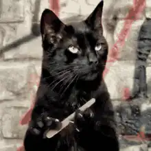 Black cat holding a nail file