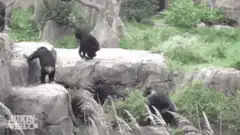 Bear cub falls off rock