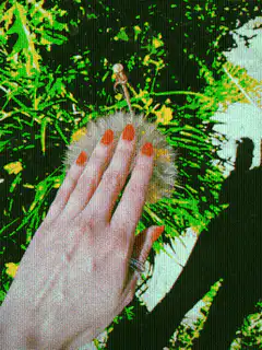 Hand blowing dandelion seeds