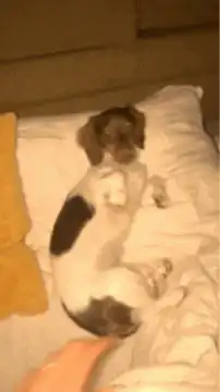dog under covers with hand