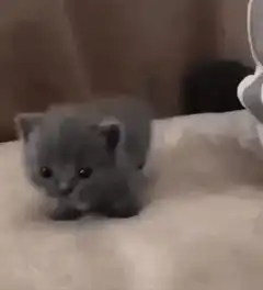 Tiny grey kitten walking