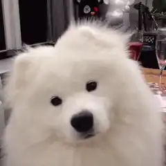 Fluffy white dog head tilt