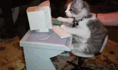 kitten typing on computer