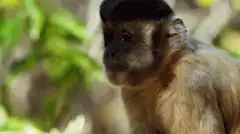 Monkey sticking tongue out and winking