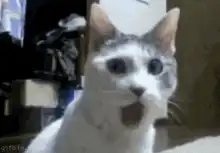 Surprised cat with open mouth