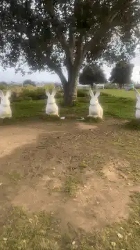 Three white rabbit statues in a park