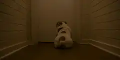 dog sitting in corner
