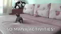 Dachshund running on sofa
