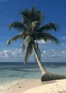 palm tree on tropical beach