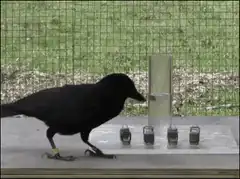 Crow drops stone in water tube