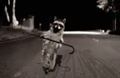 Raccoon with cane walking on road