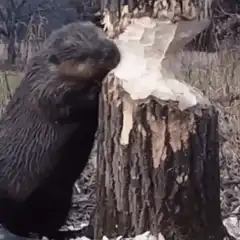 Otter eating bark off tree stump