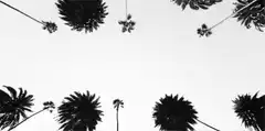 palm trees against sky