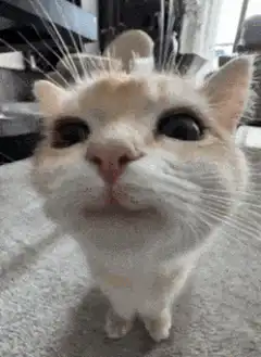wide-eyed cat looking up