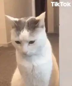Confused cat head tilt