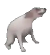 3D dog model spinning