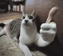 cat giving thumbs up