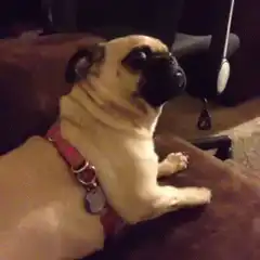 pug looking up with big eyes