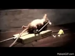 Dead mouse on a mousetrap