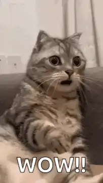 Surprised cat with wide eyes