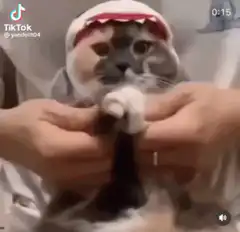 Cat in shark hat dancing
