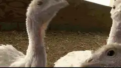 turkeys looking at camera