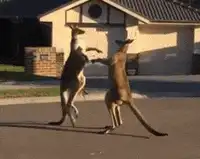 Two kangaroos boxing on a suburban street