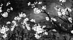 Cherry blossoms and stairs