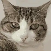 Cat with pixel sunglasses and fireworks