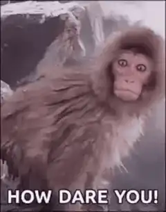 Shocked monkey how dare you