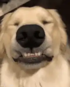 Good Morning Dog Meme