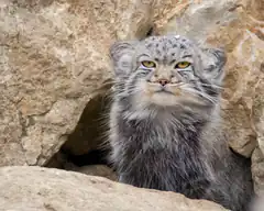 Fluffy Pallas Cat on Rocks