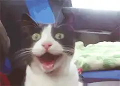 Shocked black and white cat