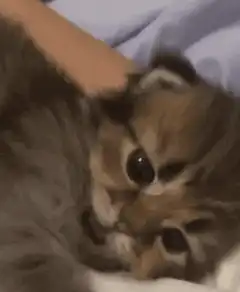Sleepy tabby kitten blinking