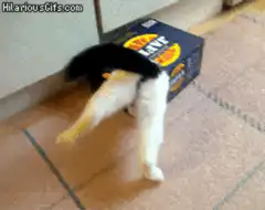 Cat stuck in Lay's box