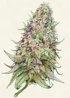 Detailed cannabis bud illustration