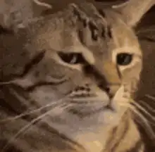judgy cat face zoom