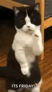 Excited black and white cat dancing