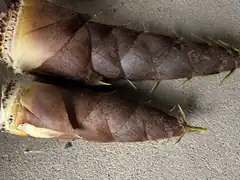 Two bamboo shoots on concrete
