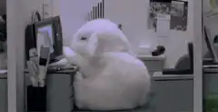 giant rabbit falls asleep at desk