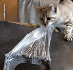 cat steals meat in plastic bag