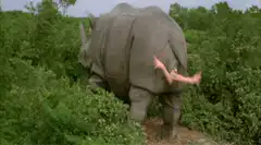 Rhino poops out a person