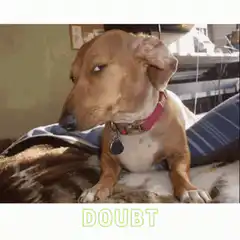 Dachshund with skeptical look labeled doubt