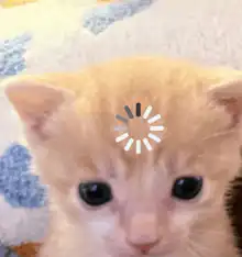 loading kitten